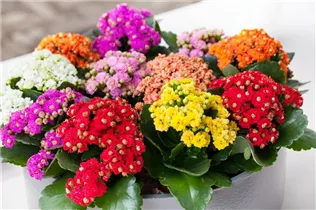 Kalanchoe blossfeldiana 'Rosalina'® - Flammendes Käthchen 'Rosalina'® Kalanchoe blossfeldiana 'Rosalina'® - Flammendes Käthchen 'Rosalina'®