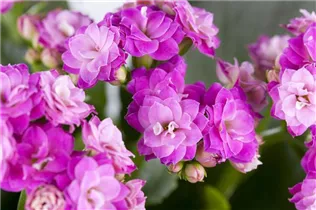 Kalanchoe blossfeldiana 'Rosalina'® - Flammendes Käthchen 'Rosalina'® Kalanchoe blossfeldiana 'Rosalina'® - Flammendes Käthchen 'Rosalina'®