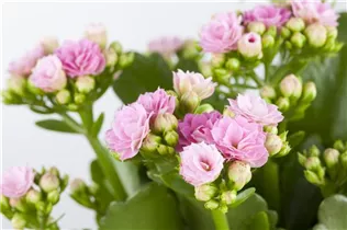 Kalanchoe blossfeldiana 'Rosalina'® - Flammendes Käthchen 'Rosalina'® Kalanchoe blossfeldiana 'Rosalina'® - Flammendes Käthchen 'Rosalina'®