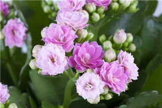 Kalanchoe blossfeldiana 'Rosalina'® - Flammendes Käthchen 'Rosalina'® Kalanchoe blossfeldiana 'Rosalina'® - Flammendes Käthchen 'Rosalina'®
