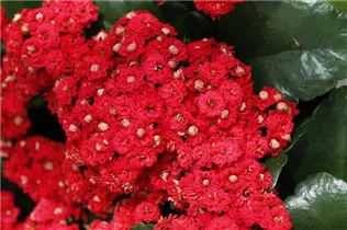 Kalanchoe blossfeldiana 'Rosalina'® - Flammendes Käthchen 'Rosalina'® Kalanchoe blossfeldiana 'Rosalina'® - Flammendes Käthchen 'Rosalina'®