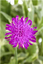 Knautia macedonica 'Thunder and Lightning' - Garten-Witwenblume 'Thunder and Lightning'