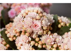 Kalanchoe blossfeldiana 'Serenity' - Kalanchoe blossfeldiana 'Serenity' Kalanchoe blossfeldiana 'Serenity' - Kalanchoe blossfeldiana 'Serenity'