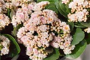 Kalanchoe blossfeldiana 'Serenity' - Kalanchoe blossfeldiana 'Serenity' Kalanchoe blossfeldiana 'Serenity' - Kalanchoe blossfeldiana 'Serenity'