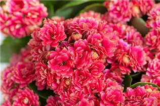 Kalanchoe blossfeldiana 'Serenity' - Kalanchoe blossfeldiana 'Serenity' Kalanchoe blossfeldiana 'Serenity' - Kalanchoe blossfeldiana 'Serenity'