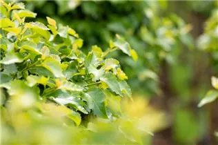 Betula pendula 'Magical Globe' - Lollypopbirke 'Magical Globe'