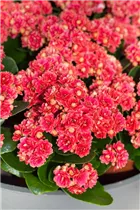 Kalanchoe blossfeldiana 'Serenity' - Kalanchoe blossfeldiana 'Serenity' Kalanchoe blossfeldiana 'Serenity' - Kalanchoe blossfeldiana 'Serenity'