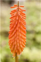 Kniphofia uvaria - Garten-Fackellilie Kniphofia uvaria - Garten-Fackellilie