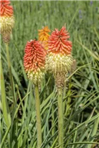 Kniphofia uvaria - Garten-Fackellilie Kniphofia uvaria - Garten-Fackellilie