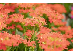 Kalanchoe blossfeldiana 'Single' - Kalanchoe blossfeldiana 'Single' Kalanchoe blossfeldiana 'Single' - Kalanchoe blossfeldiana 'Single'
