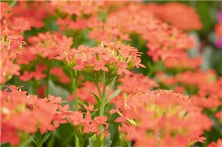 Kalanchoe blossfeldiana 'Single' - Kalanchoe blossfeldiana 'Single' Kalanchoe blossfeldiana 'Single' - Kalanchoe blossfeldiana 'Single'