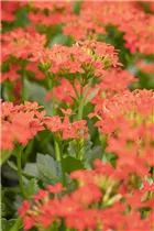 Kalanchoe blossfeldiana 'Single' - Kalanchoe blossfeldiana 'Single' Kalanchoe blossfeldiana 'Single' - Kalanchoe blossfeldiana 'Single'
