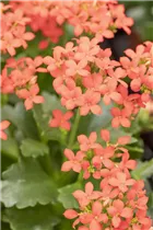 Kalanchoe blossfeldiana 'Single' - Kalanchoe blossfeldiana 'Single' Kalanchoe blossfeldiana 'Single' - Kalanchoe blossfeldiana 'Single'