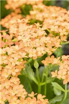 Kalanchoe blossfeldiana 'Single' - Kalanchoe blossfeldiana 'Single' Kalanchoe blossfeldiana 'Single' - Kalanchoe blossfeldiana 'Single'