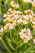 Kalanchoe blossfeldiana 'Single' - Kalanchoe blossfeldiana 'Single' Kalanchoe blossfeldiana 'Single' - Kalanchoe blossfeldiana 'Single'