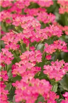 Kalanchoe blossfeldiana 'Single' - Kalanchoe blossfeldiana 'Single' Kalanchoe blossfeldiana 'Single' - Kalanchoe blossfeldiana 'Single'