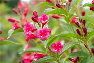  - Weigela 'Bristol Ruby'®