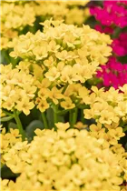 Kalanchoe blossfeldiana 'Single' - Kalanchoe blossfeldiana 'Single' Kalanchoe blossfeldiana 'Single' - Kalanchoe blossfeldiana 'Single'