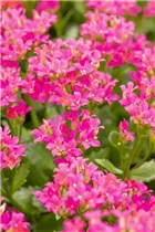 Kalanchoe blossfeldiana 'Single' - Kalanchoe blossfeldiana 'Single' Kalanchoe blossfeldiana 'Single' - Kalanchoe blossfeldiana 'Single'