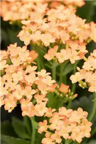 Kalanchoe blossfeldiana 'Single' - Kalanchoe blossfeldiana 'Single' Kalanchoe blossfeldiana 'Single' - Kalanchoe blossfeldiana 'Single'