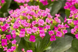 Kalanchoe blossfeldiana 'Single' - Kalanchoe blossfeldiana 'Single' Kalanchoe blossfeldiana 'Single' - Kalanchoe blossfeldiana 'Single'