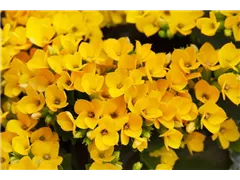 Kalanchoe blossfeldiana 'Solana' - Flammendes Käthchen 'Solana' Kalanchoe blossfeldiana 'Solana' - Flammendes Käthchen 'Solana'