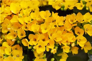 Kalanchoe blossfeldiana 'Solana' - Flammendes Käthchen 'Solana' Kalanchoe blossfeldiana 'Solana' - Flammendes Käthchen 'Solana'