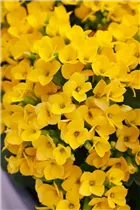 Kalanchoe blossfeldiana 'Solana' - Flammendes Käthchen 'Solana' Kalanchoe blossfeldiana 'Solana' - Flammendes Käthchen 'Solana'