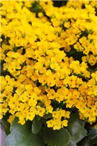 Kalanchoe blossfeldiana 'Solana' - Flammendes Käthchen 'Solana' Kalanchoe blossfeldiana 'Solana' - Flammendes Käthchen 'Solana'