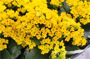 Kalanchoe blossfeldiana 'Solana' - Flammendes Käthchen 'Solana' Kalanchoe blossfeldiana 'Solana' - Flammendes Käthchen 'Solana'
