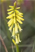 Kniphofia uvaria 'Lemon Popsicle'®(s) - Fackellilie