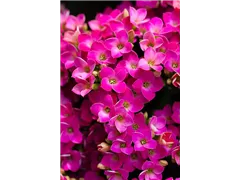 Kalanchoe blossfeldiana 'Violetta' - Flammendes Käthchen 'Violetta' Kalanchoe blossfeldiana 'Violetta' - Flammendes Käthchen 'Violetta'