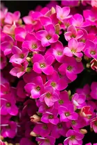 Kalanchoe blossfeldiana 'Violetta' - Flammendes Käthchen 'Violetta' Kalanchoe blossfeldiana 'Violetta' - Flammendes Käthchen 'Violetta'