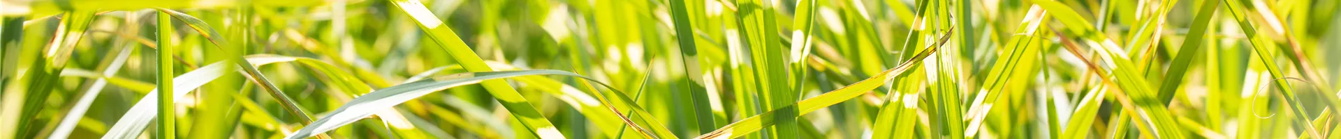 Miscanthus sinensis 'Zebrinus' Miscanthus sinensis 'Zebrinus'