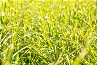 Miscanthus sinensis 'Zebrinus' - Garten-Chinaschilf 'Zebrinus'