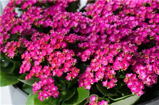 Kalanchoe blossfeldiana 'Violetta' - Flammendes Käthchen 'Violetta' Kalanchoe blossfeldiana 'Violetta' - Flammendes Käthchen 'Violetta'