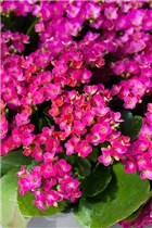 Kalanchoe blossfeldiana 'Violetta' - Flammendes Käthchen 'Violetta' Kalanchoe blossfeldiana 'Violetta' - Flammendes Käthchen 'Violetta'