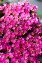 Kalanchoe blossfeldiana 'Violetta' - Flammendes Käthchen 'Violetta' Kalanchoe blossfeldiana 'Violetta' - Flammendes Käthchen 'Violetta'