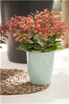 Kalanchoe manginii - Glocken-Kalanchoe Kalanchoe manginii - Glocken-Kalanchoe