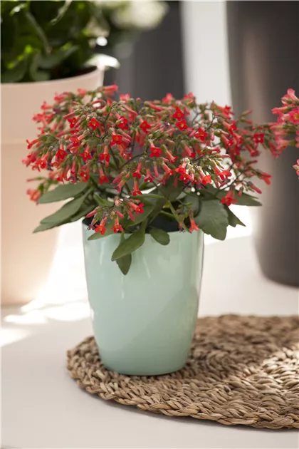 Glocken-Kalanchoe, Kalanchoe manginii