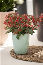 Kalanchoe manginii - Glocken-Kalanchoe Kalanchoe manginii - Glocken-Kalanchoe