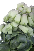 Kalanchoe pinnata 'Zanzibar' - Goethepflanze Kalanchoe pinnata 'Zanzibar' - Goethepflanze