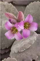 Kalanchoe pumila - Kleine Kalanchoe