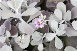 Kalanchoe pumila - Kleine Kalanchoe