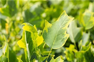 Liriodendron tulipifera 'Aureomarginatum' - Goldgelber Tulpenbaum 'Aureomarginatum' Liriodendron tulipifera 'Aureomarginatum' - Goldgelber Tulpenbaum 'Aureomarginatum'