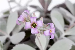 Kalanchoe pumila - Kleine Kalanchoe