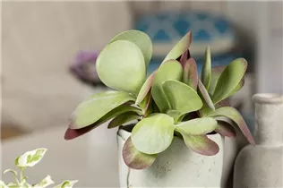 Kalanchoe thyrsiflora - Wüstenkohl Kalanchoe thyrsiflora - Wüstenkohl