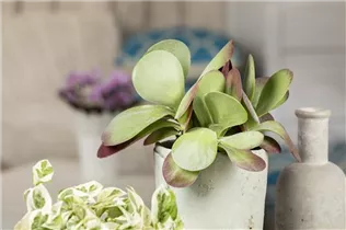 Kalanchoe thyrsiflora - Wüstenkohl Kalanchoe thyrsiflora - Wüstenkohl