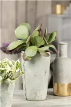 Kalanchoe thyrsiflora - Wüstenkohl Kalanchoe thyrsiflora - Wüstenkohl