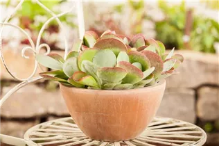 Kalanchoe thyrsiflora - Wüstenkohl Kalanchoe thyrsiflora - Wüstenkohl